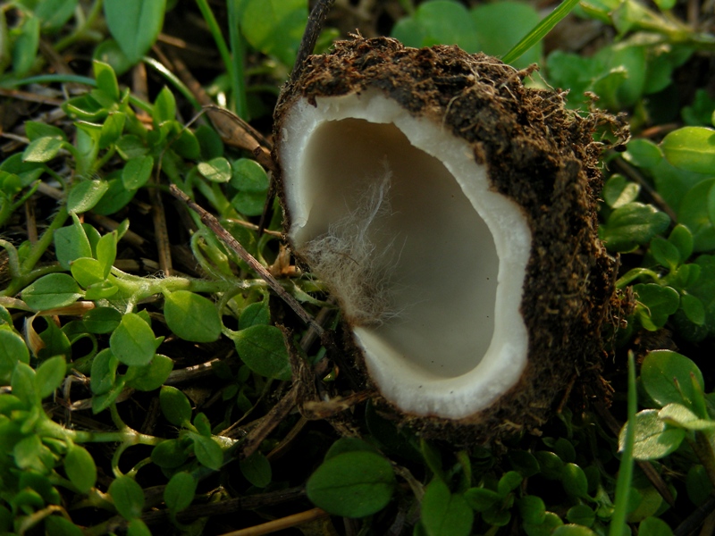Primo ascomicete dell''anno (Geopora sumneriana)